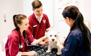 Du học Úc ngành bác sĩ thú y