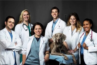 Du học Úc ngành bác sĩ thú y – lương hấp dẫn, cơ hội định cư cao