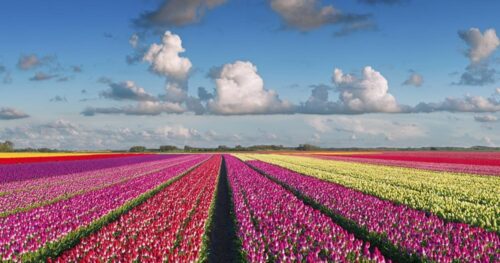Cuộc sống Hà Lan: Những điều thú vị về vườn hoa Tulip lớn nhất thế giới – Keukenhof Gardens