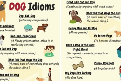 23 Thành Ngữ Tiếng Anh Phổ Biến Với Từ “Dog”