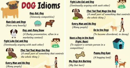 23 Thành Ngữ Tiếng Anh Phổ Biến Với Từ “Dog”