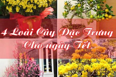Tổng Hợp Các Từ Vựng Tiếng Anh Về Ngày Tết Nguyên Đán Tại Việt Nam