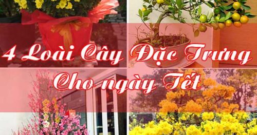 Tổng Hợp Các Từ Vựng Tiếng Anh Về Ngày Tết Nguyên Đán Tại Việt Nam