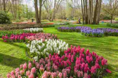 Du học Hà Lan: Văn hóa Hà Lan điều mà du học sinh cần biết