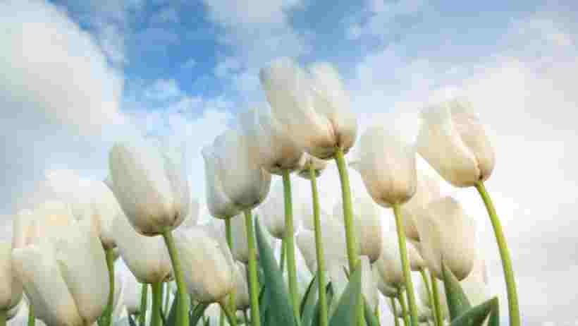 Du học Hà Lan con người nơi đây rất lịch thiệp