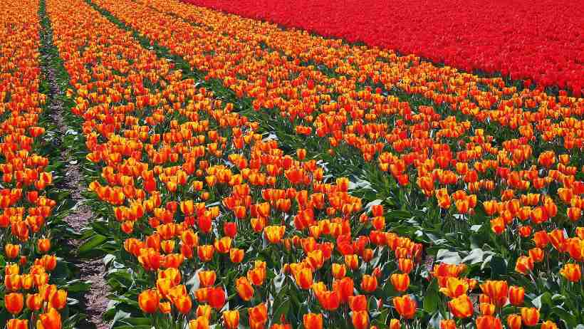 Du học Hà Lan cần tìm hiểu kỹ điều kiện nhập học