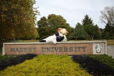 Du học New Zealand: Massey University đại học lớn với nhiều trường đại học trực thuộc
