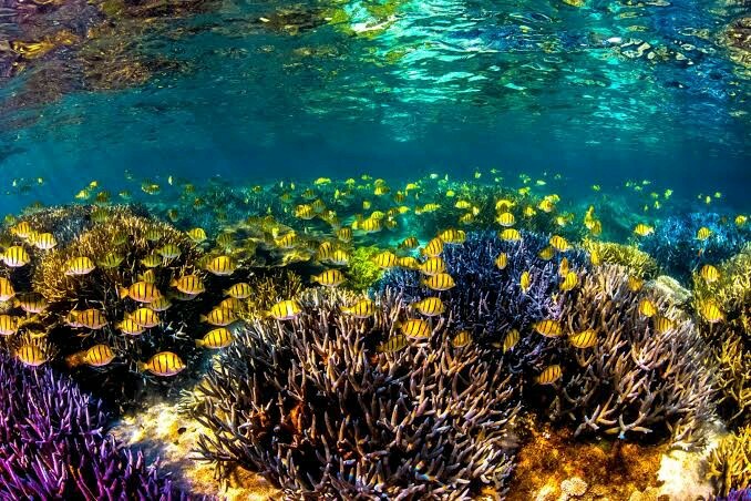 WANTED: Payed Boat Tour of Ningaloo Reef for 5. | Other Hiring | Gumtree  Australia Carnarvon Area - Coral Bay | 1250543546